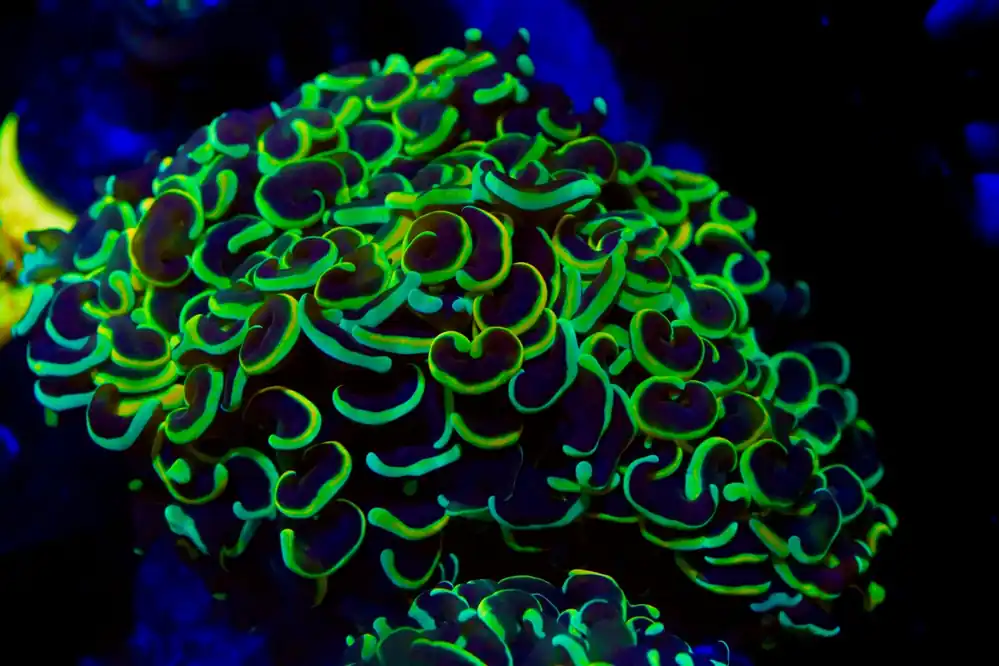 Ultra Rainbow Wall Hammer - Top Shelf Aquatics