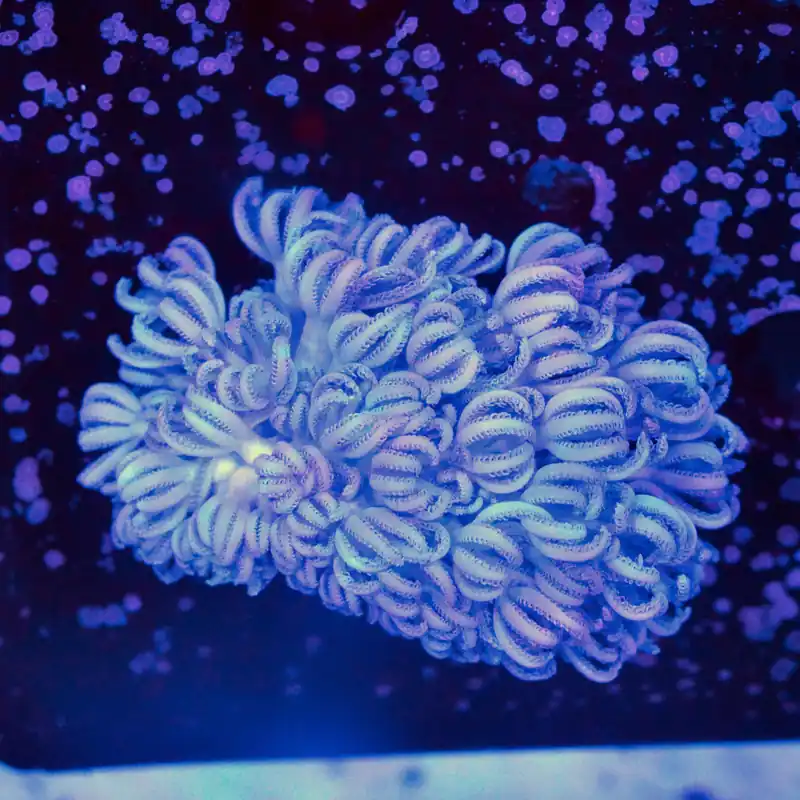Giant Bali Xenia - Top Shelf Aquatics