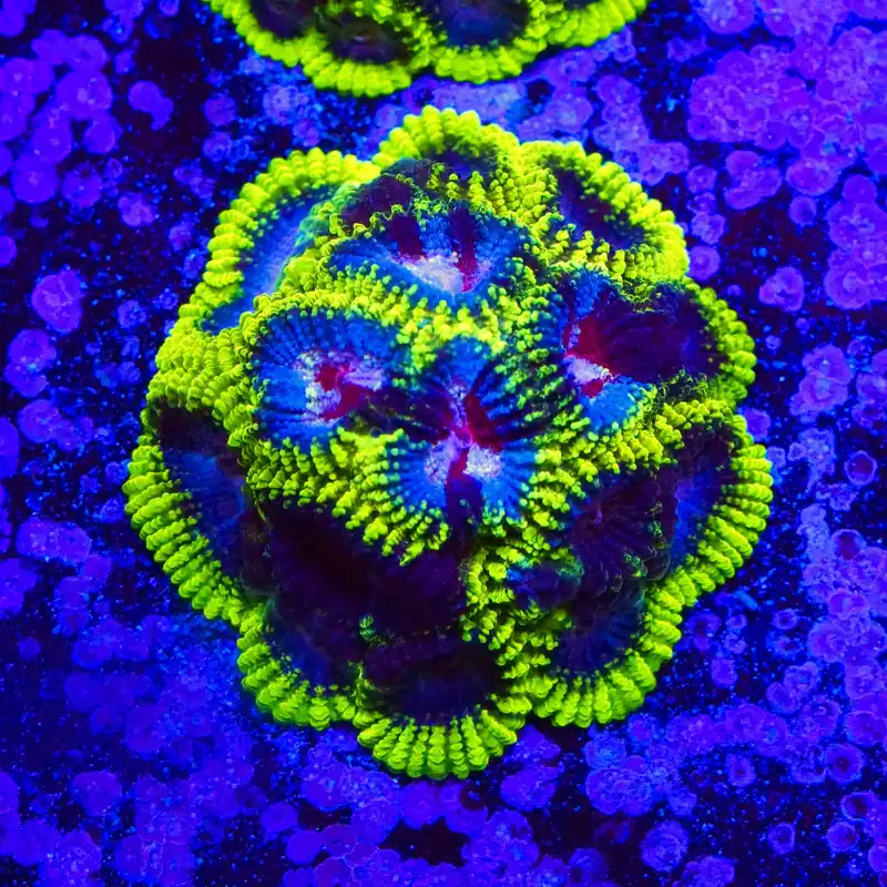 Black Mamba Favia - Top Shelf Aquatics