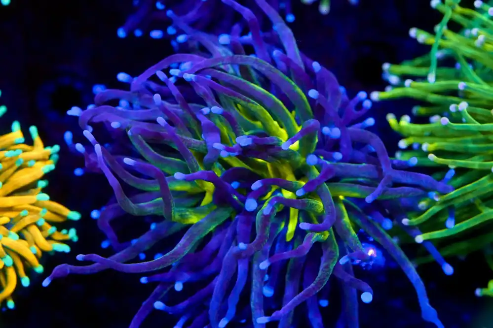 Ultra Blue Malaysian Torch - Top Shelf Aquatics