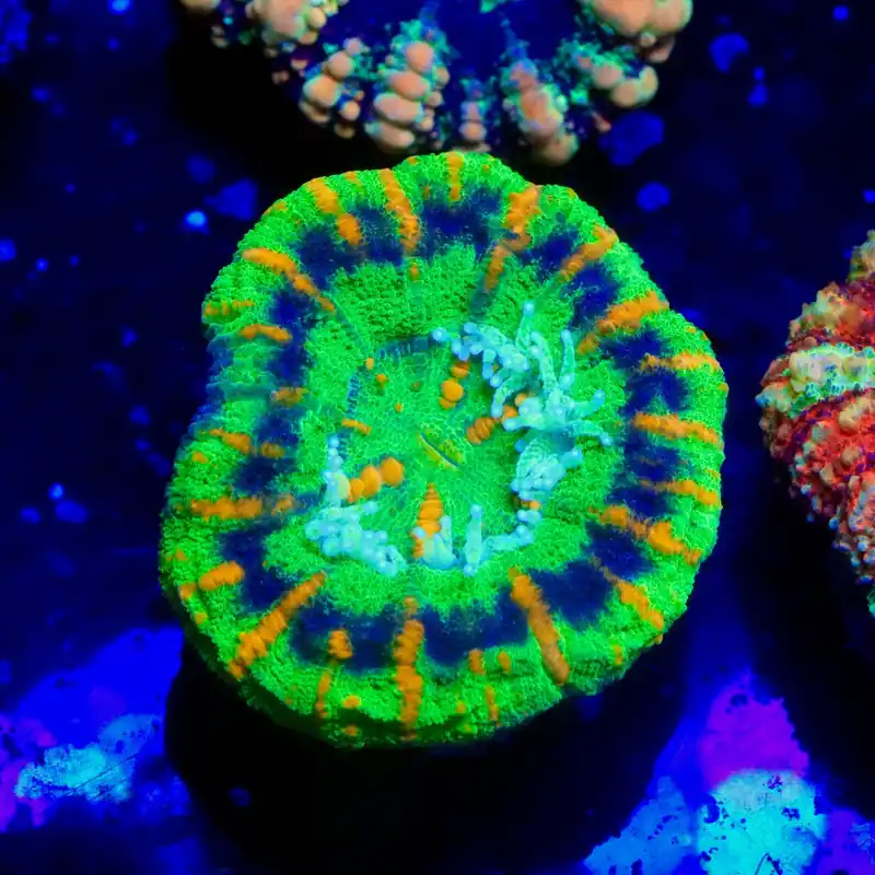 Ultra Grade Button Scoly - Top Shelf Aquatics