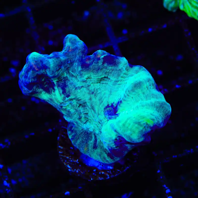 TSA Toxic Avenger Pectinia Coral - Top Shelf Aquatics