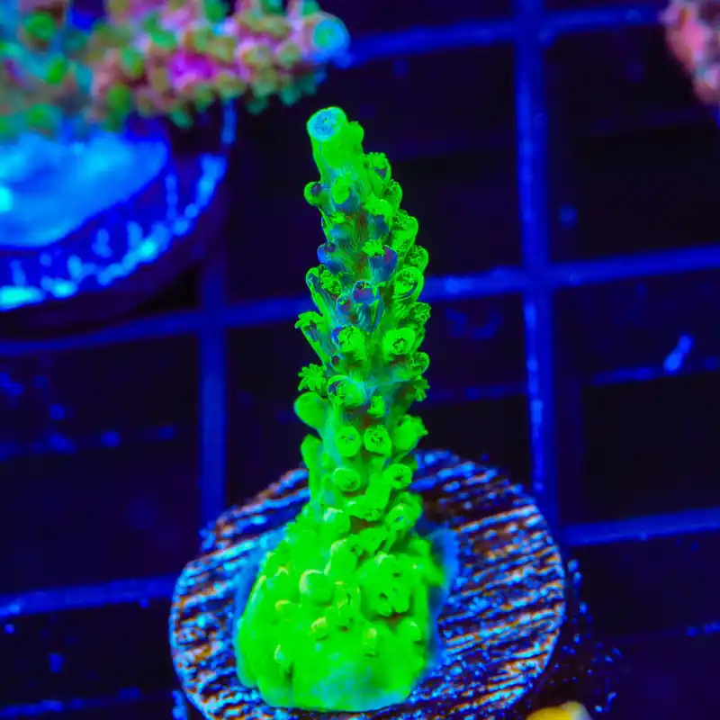 TSA Raspberry Splice Acropora Coral - Top Shelf Aquatics