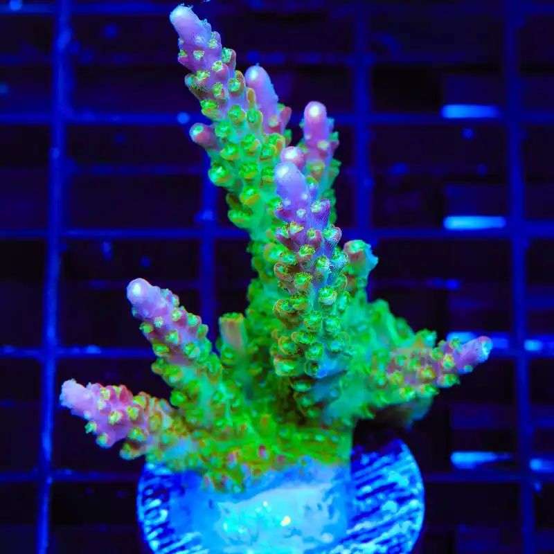CC Banana Hammock Acropora XL Frag Coral - Top Shelf Aquatics