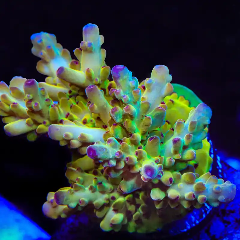 Tusi's Rainbow Granulosa Acropora Coral - TSA Coral