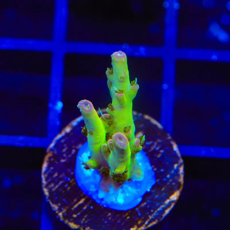 TSA Disco Fever Acropora Coral - Top Shelf Aquatics