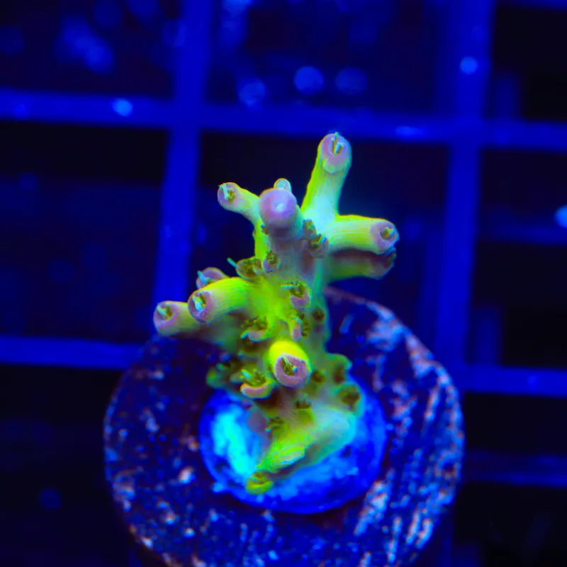 TSA Disco Fever Acropora Coral - Top Shelf Aquatics