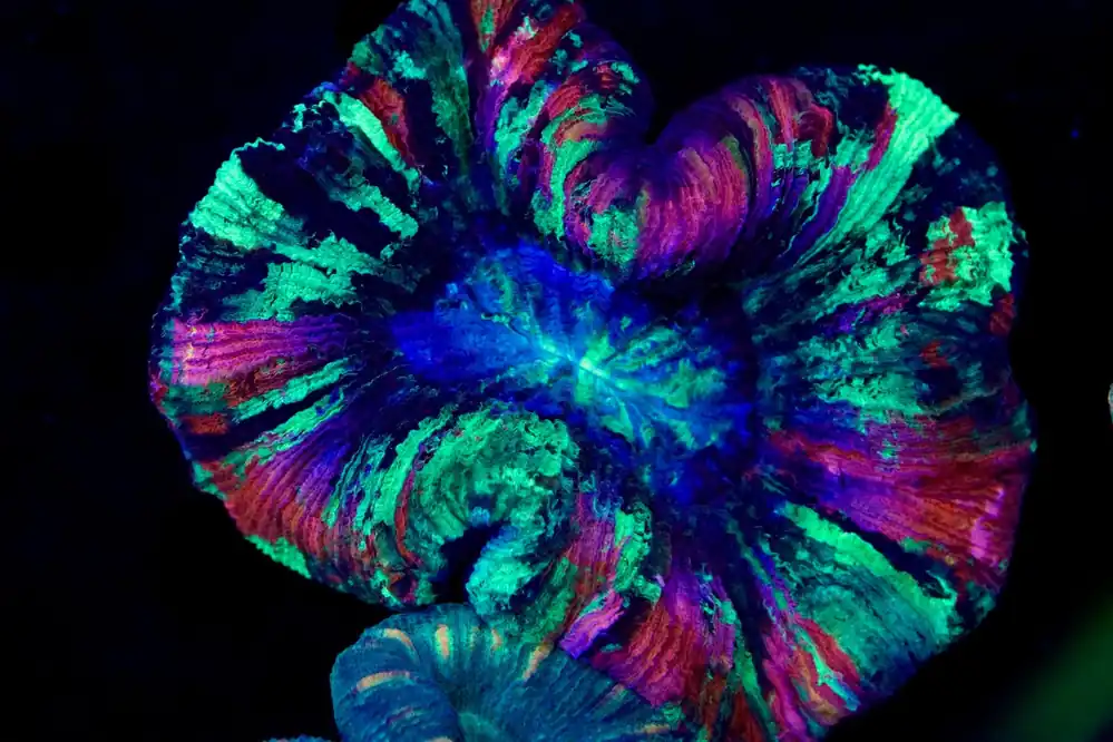 Ultra Trachy Coral - Top Shelf Aquatics
