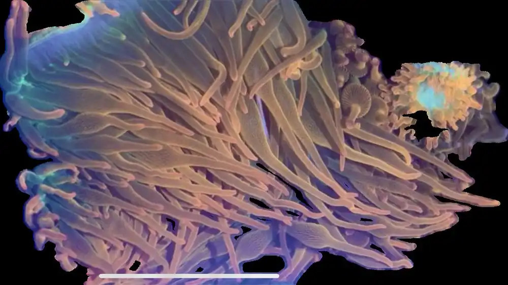 XL Rainbow Bubbletip Anemone - Top Shelf Aquatics