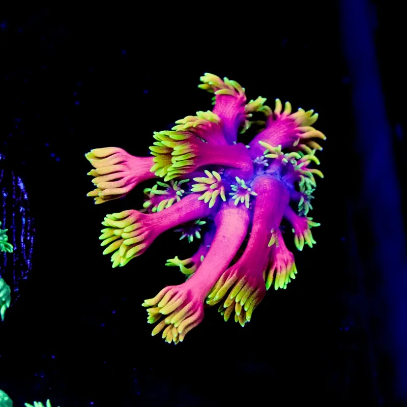 Hollywood Nights Goniopora - Top Shelf Aquatics