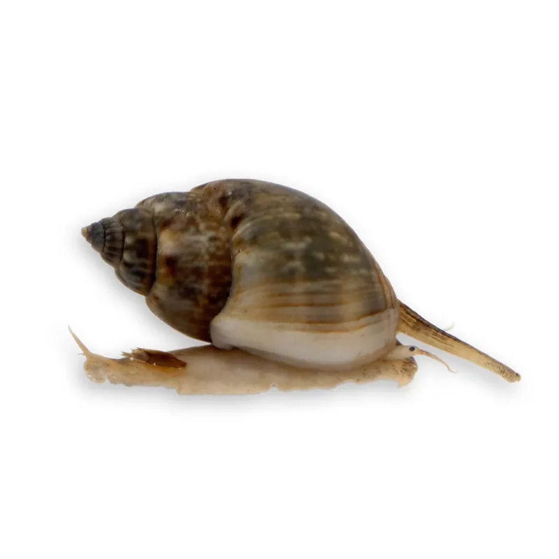Nassarius Snail - TSA Inverts