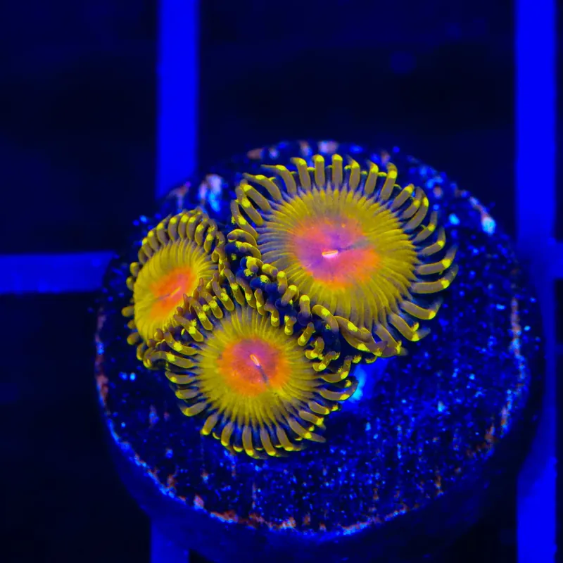 Golden Gods Zoanthids Coral - TSA Coral