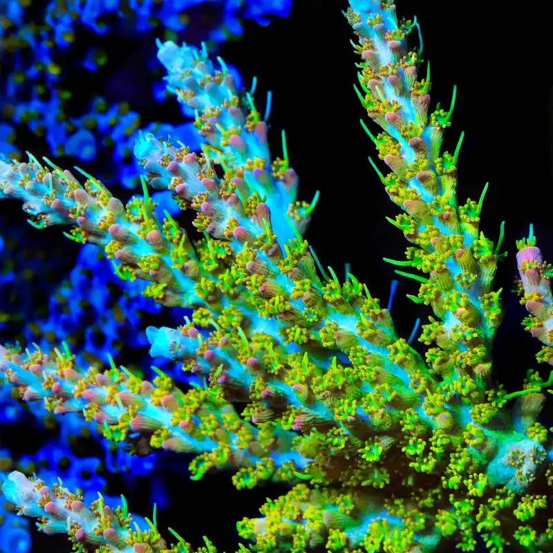 TSA Tangerine Spirit Acropora Coral - TSA Coral