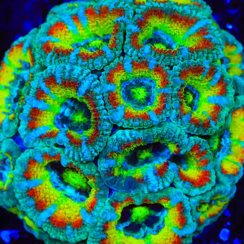 TSA Freak Show Micromussa Acan Coral - TSA Coral