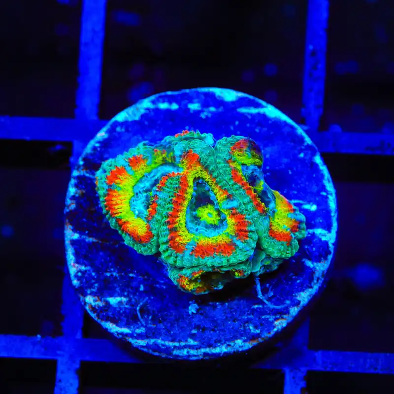 TSA Freak Show Micromussa Acan Coral - TSA Coral