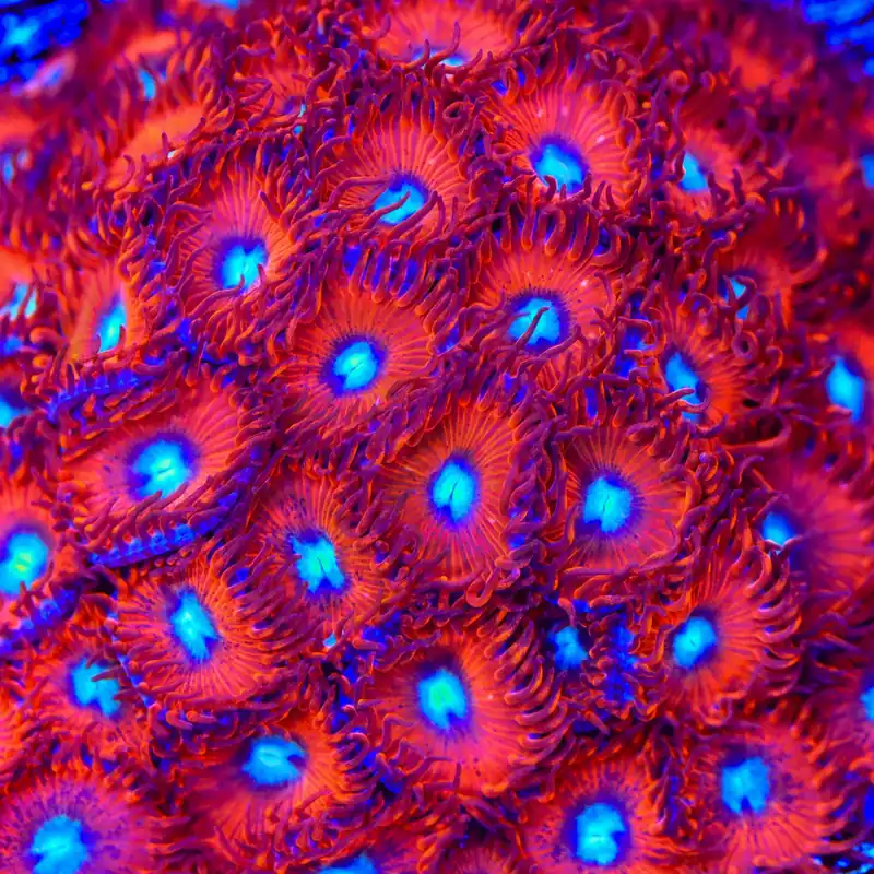 Charmander Zoanthids Coral - TSA Coral
