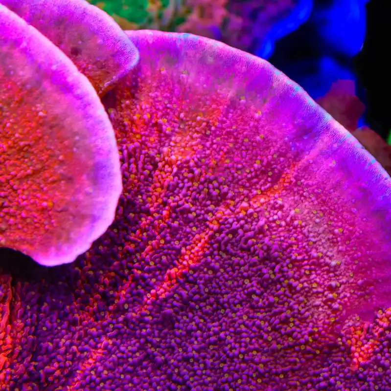 TSA Popsicle Grafted Montipora Coral - TSA Coral