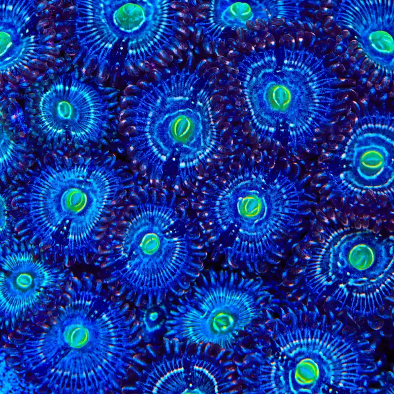 Blue Lagoon Zoanthids Coral - TSA Coral