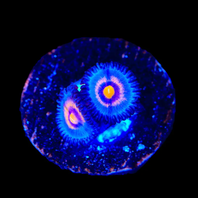 Wolverine Zoanthids Coral - TSA Coral