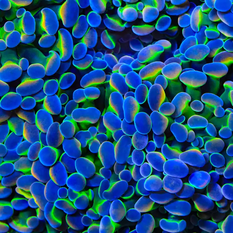 Rainbow Grail Hammer Coral - TSA Coral