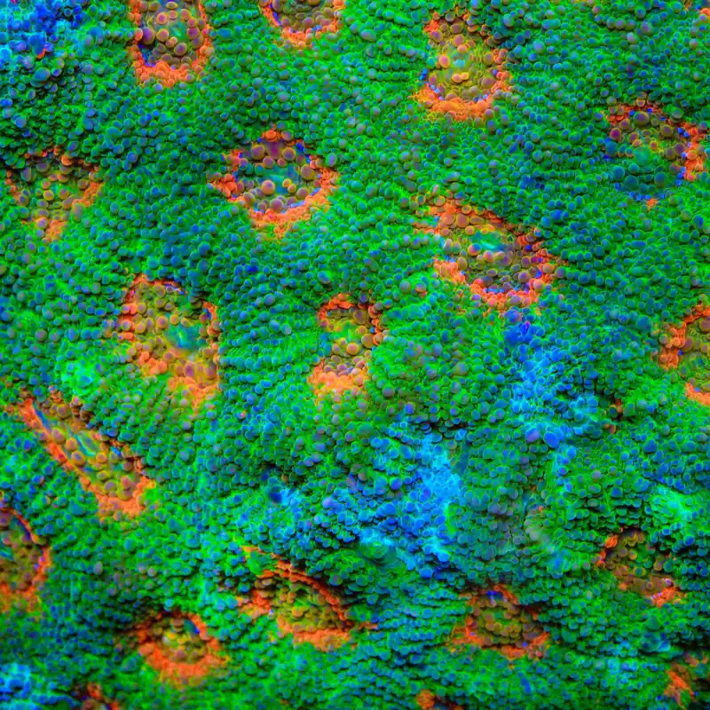 TSA Jungle Haze Echinata Coral - TSA Coral