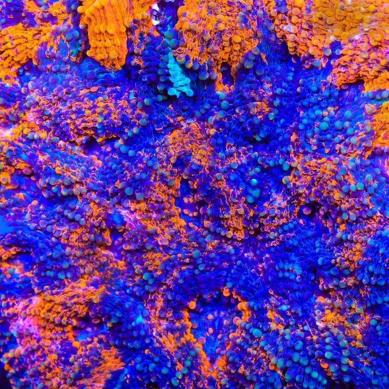 TSA Orange Blast Echinata Coral - TSA Coral
