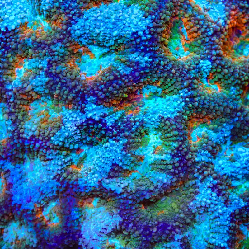TSA Cooler Ranch Echinata Coral - TSA Coral