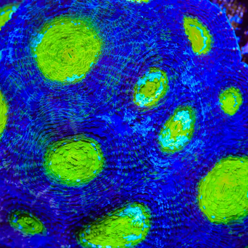 TSA Thanos Echinata Coral - TSA Coral