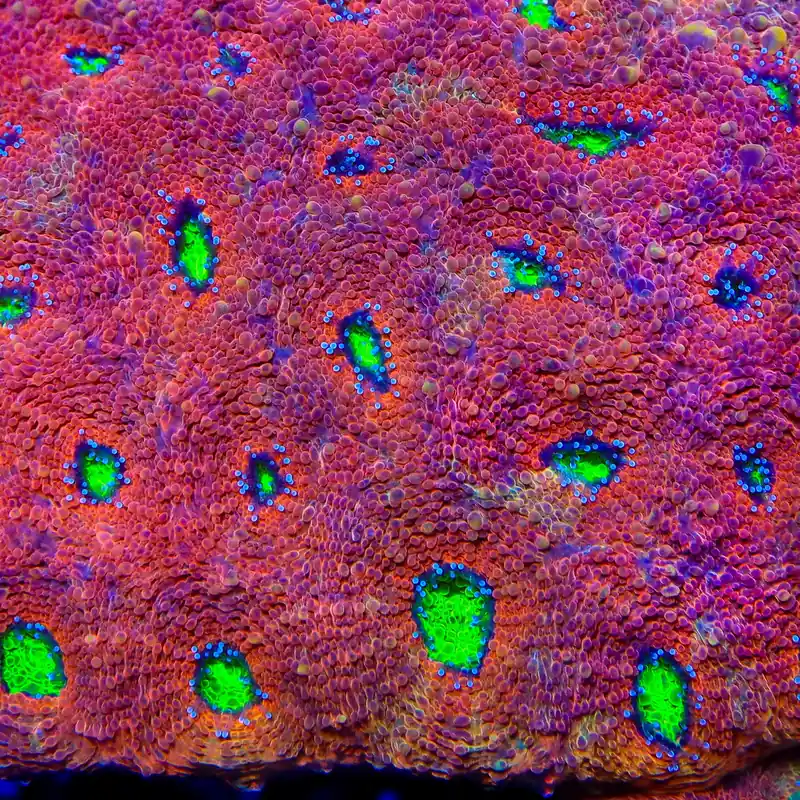 TSA Orange Lime Echinata Coral - TSA Coral