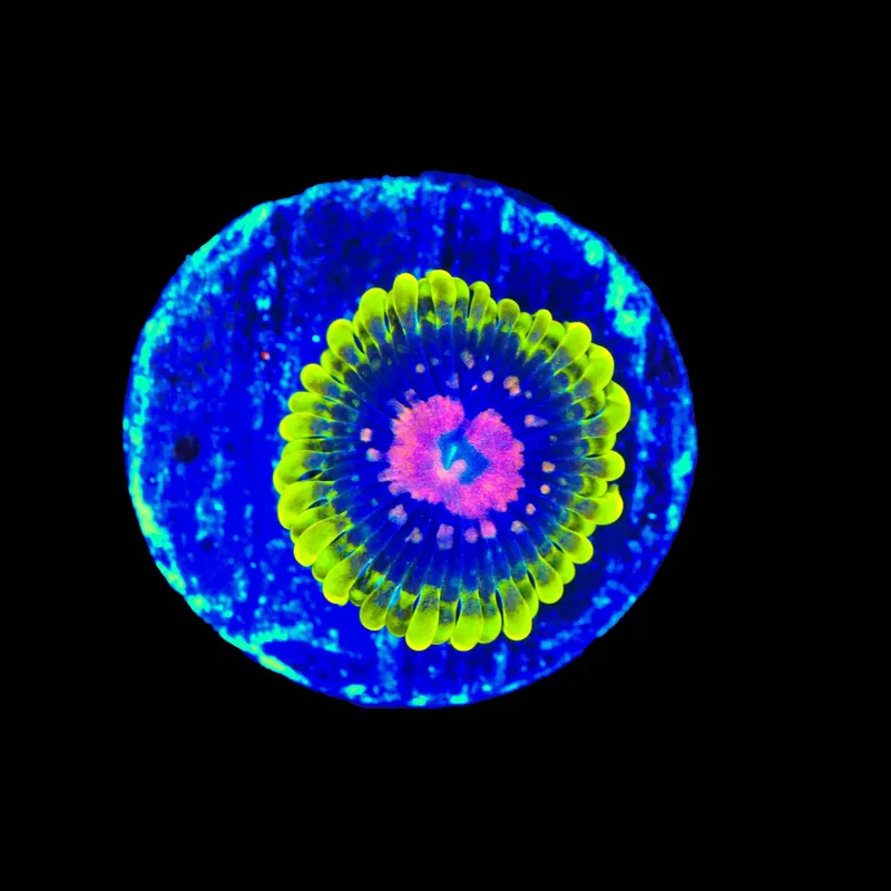 Scarlet Fever Zoanthids Coral - TSA Coral