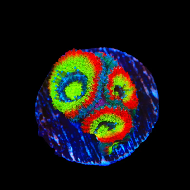 F2M Holy Grail Micromussa Acan Coral - TSA Coral