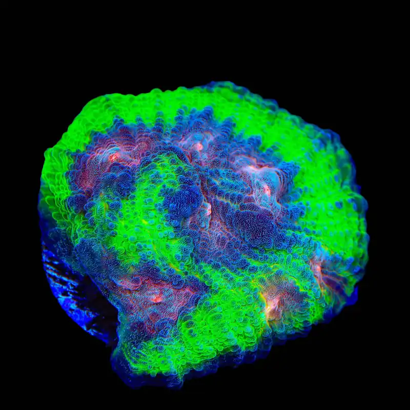TSA Space Sugar Chalice Coral - TSA Coral