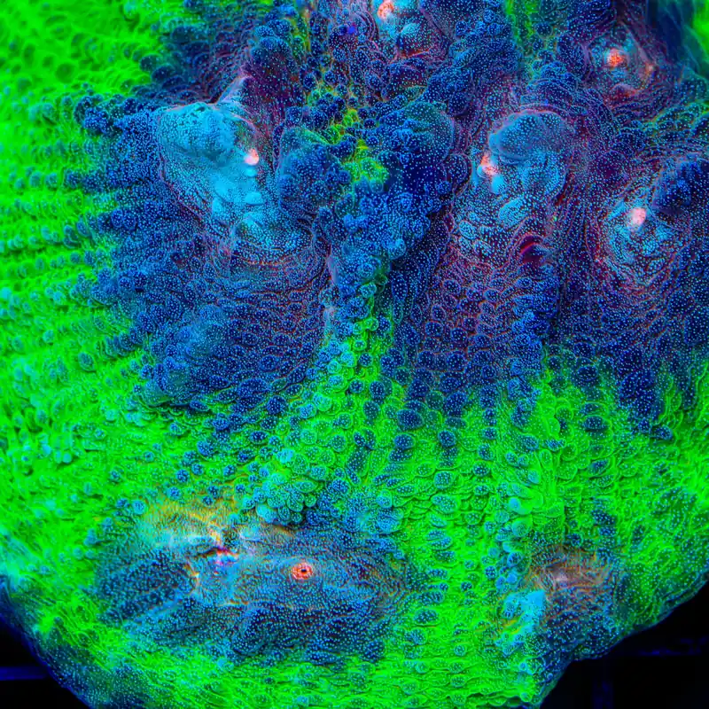 TSA Space Sugar Chalice Coral - TSA Coral