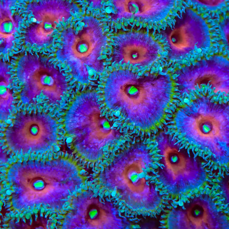 Captain America Palythoa Zoanthids Coral - TSA Coral
