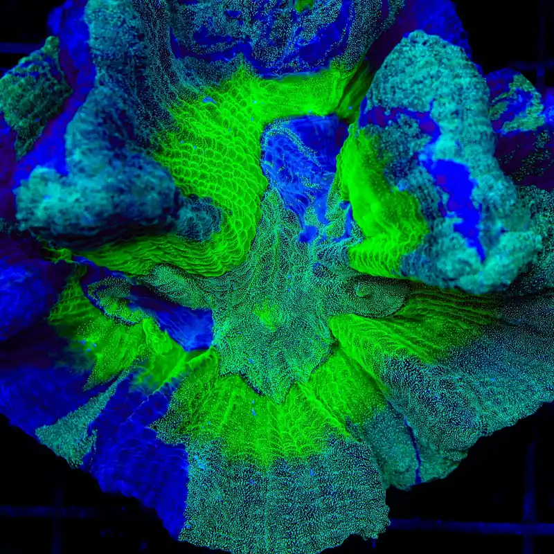 TSA Blueberry Splatter Grafted Pectinia Coral - TSA Coral