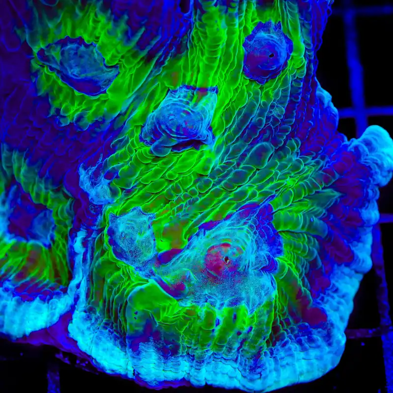TSA Royal Pectinia Coral - TSA Coral