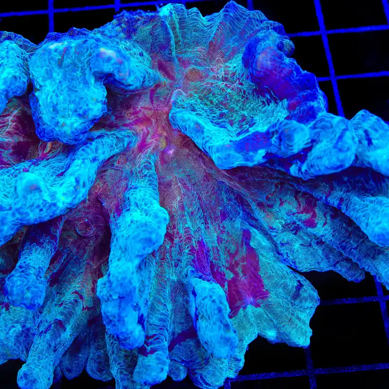 TSA Raspberry Swirl Pectinia Coral - TSA Coral