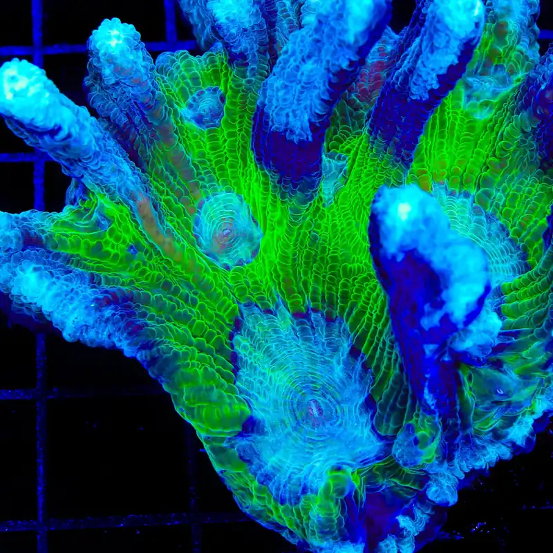 TSA Drops of Jupiter Pectinia Coral - TSA Coral