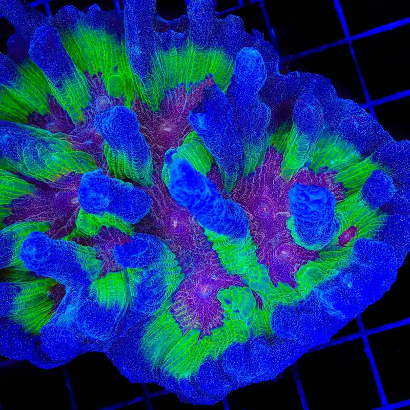 TSA Fireworks Pectinia Coral - TSA Coral