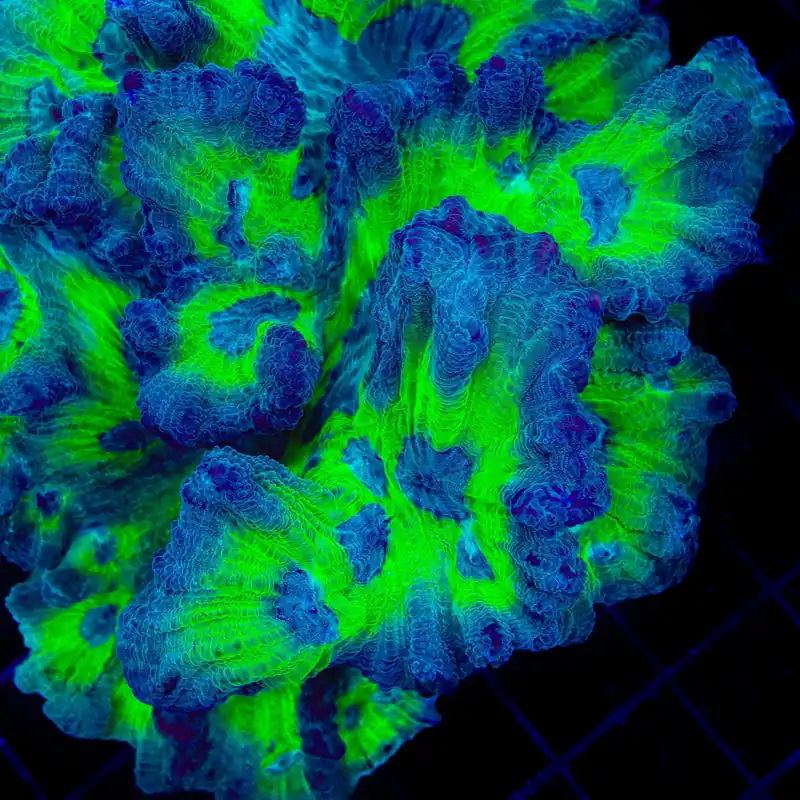 TSA Flea Flicker Pectinia Coral - TSA Coral