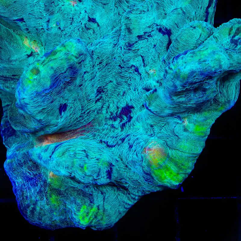 TSA T Virus Pectinia Coral - TSA Coral