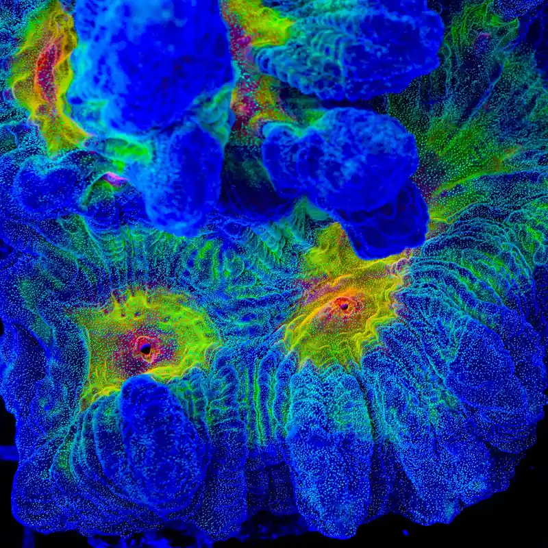 TSA Sunrise Pectinia Coral - TSA Coral