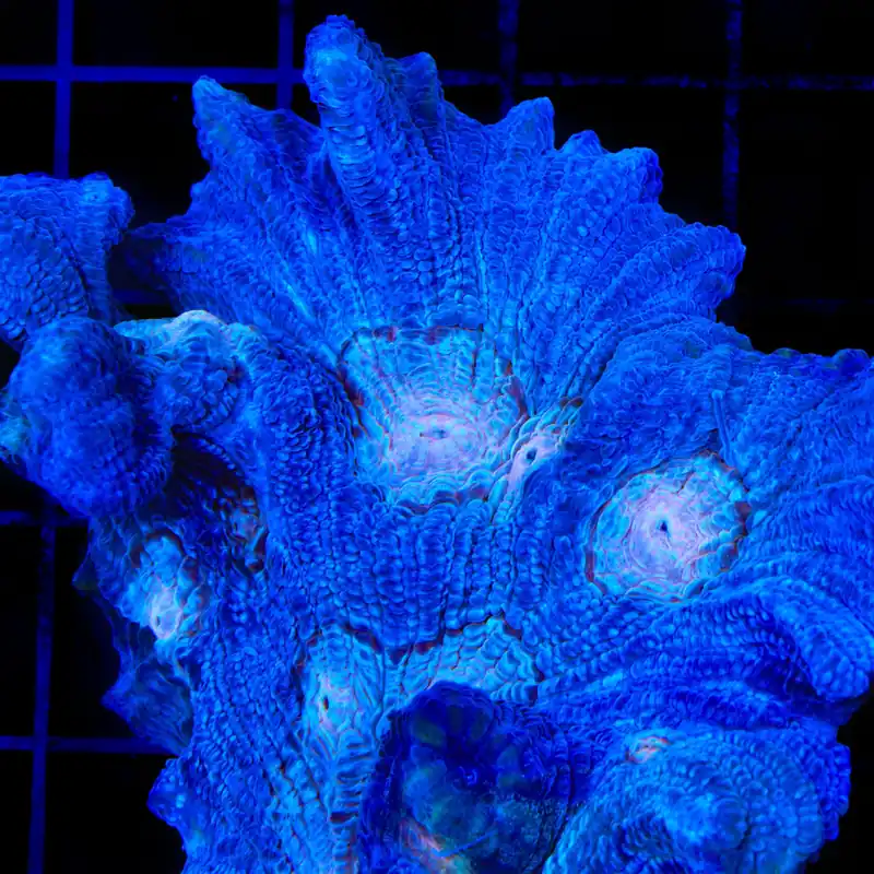 TSA Beach Boys Pectinia Coral - TSA Coral