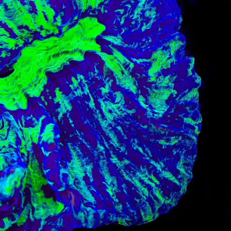 TSA Death Streak Pectinia Coral - TSA Coral