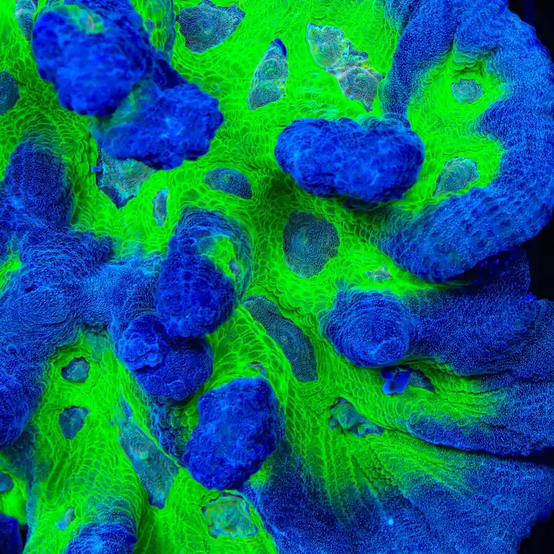 TSA City Slicker Pectinia Coral - TSA Coral