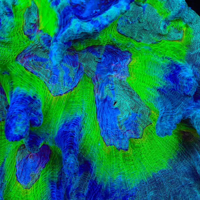 TSA Great Gambino Pectinia Coral - TSA Coral