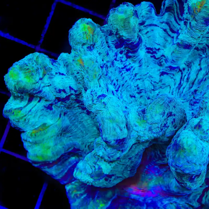 TSA Splash Art Pectinia Coral - TSA Coral