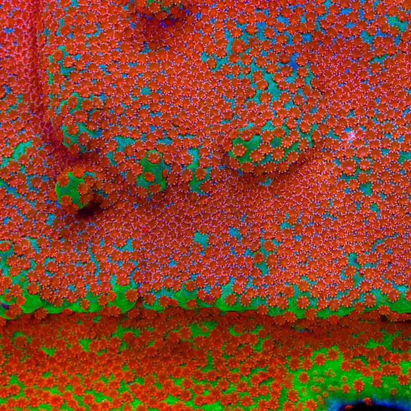 JF Dizzy Spell Montipora Coral - TSA Coral