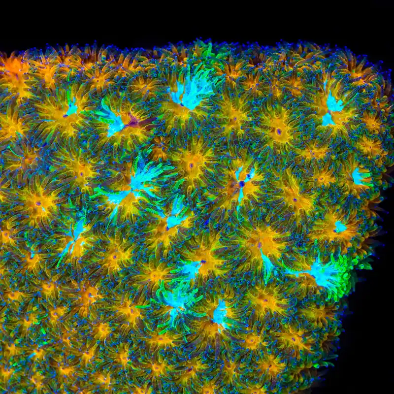 TSA Grafted Two to Tango Leptastrea Coral - TSA Coral