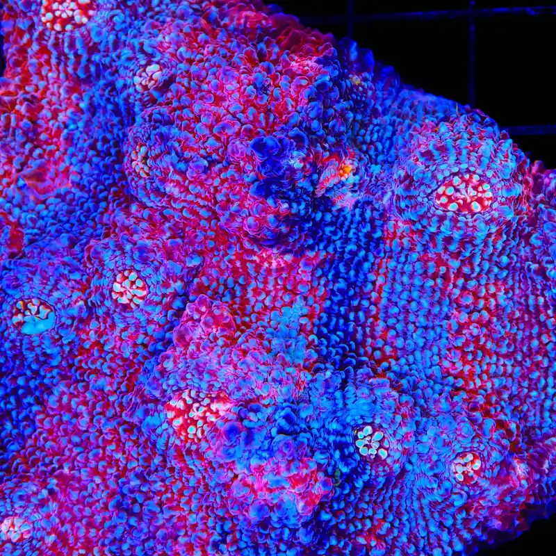 TSA Patriot Chalice Coral - TSA Coral
